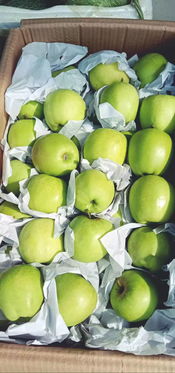 廣南國際物流綜合貿易中心迎來新活力 新水果批發市場正式進駐，引領新鮮水果零售新篇章